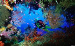 Красное море, рифы