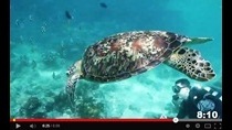 Сипадан - остров черепах (клип)